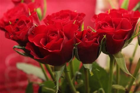 Free stock photo of flowers, love, red