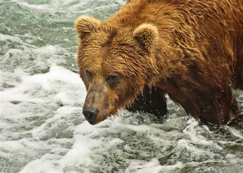 The Bears of Brooks Falls, Alaska | Audley Travel