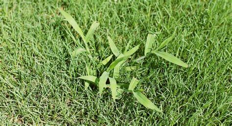 Dallisgrass vs Crabgrass - What's the Difference? - LawnCARE