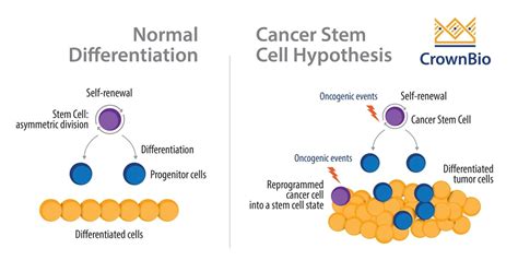 Are Cancer Stem Cells a Prime Target for Therapy?