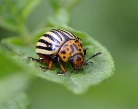 Entomology for Beginners - Insects for Beginners