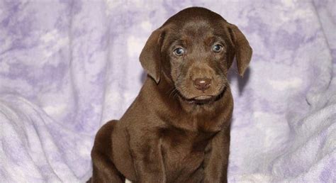 Chocolate Labrador Retriever.Meet Ella a Puppy for Adoption.