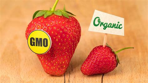 Organic vs GMO: How Do These Labels Reflect the Quality of Food ...