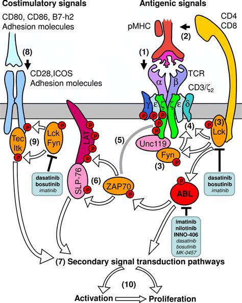 Immunomodulatory effects of imatinib and second-generation tyrosine ...