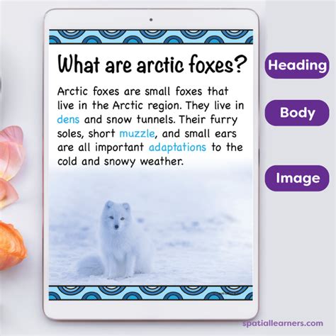 Arctic Foxes | Basic Facts About Arctic Foxes | Science - SPATIAL LEARNERS