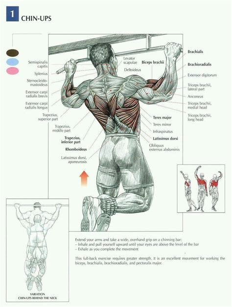 Chin ups and what muscles it benefits | Pull up workout, Workout for beginners, Workout routine ...