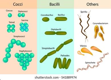 3,533 Types Organisms Images, Stock Photos & Vectors | Shutterstock