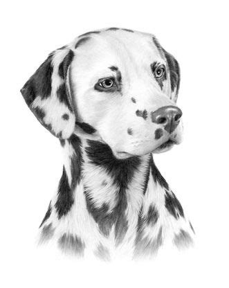 Dalmatian Portrait | Realistic animal drawings, Animal drawings, Dog ...