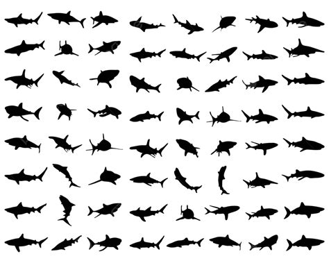 Black Shark Silhouettes Contour Underwater Kill Vector, Contour, Underwater, Kill PNG and Vector ...