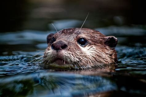 🔥 [70+] River Otter Wallpapers | WallpaperSafari