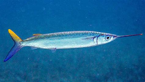 Ballyhoo Fish Facts (Hemiramphus brasiliensis)