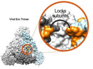 Epitope Mapping, Epitope Mapping Service | Integral Molecular