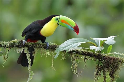 Bird beak evolution traced | Keel billed toucan, Crooked tree wildlife ...