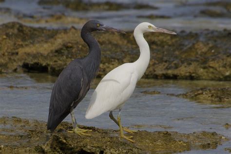 Eastern Reef Egret (Egretta sacra) pair