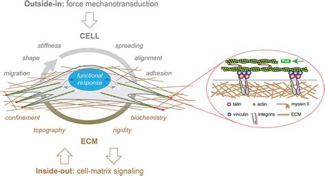 Frontiers | Innovative Tools for Mechanobiology: Unraveling Outside-In ...