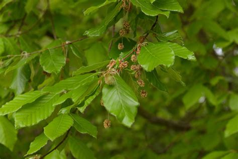 American Beech: Plant Care & Growing Guide