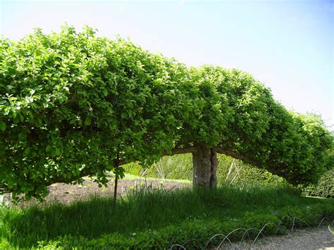 Espalier_fruit_tree_at_Standen,_West_Sussex,_England_May_2006.JPG (image)