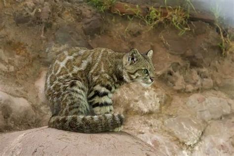 Andean mountain cat | species data, facts, conservation - BigCatsWildCats