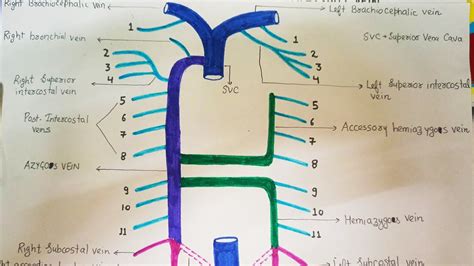 AZYGOS VEIN , HEMIAZYGOS VEIN , ACCESSORY HEMIAZYGOS VEIN - YouTube