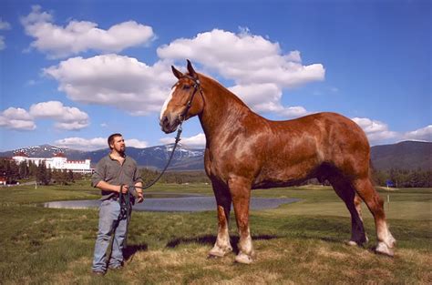 Zeus is a 7 year old Belgian and he stands 20 hands tall and weighs ...