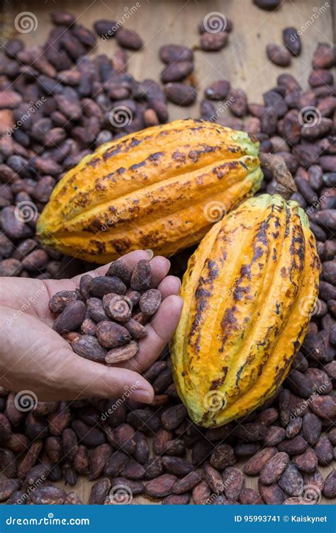 Ripe Cocoa Pod and Dried Cocoa Seed in Hand Stock Image - Image of hold ...