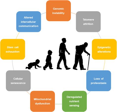 Frontiers | Aging Hallmarks: The Benefits of Physical Exercise