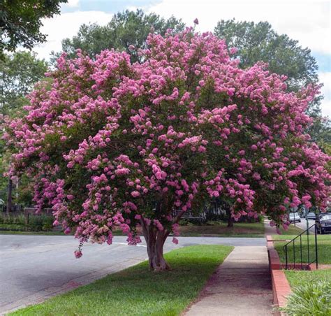 Best Privacy Trees For a Small Backyard - Artsy Pretty Plants