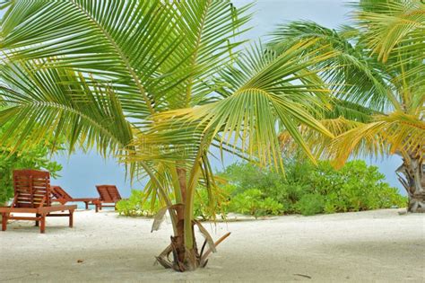 Palm Tree on the Beach on the Maldives Island Stock Photo - Image of ...