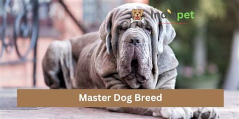 Master Dog Breed (2023) - India Pet