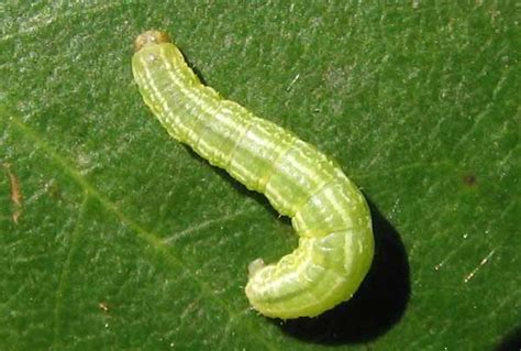 The Winter Moth Caterpillar - feed on the English oak which are coming ...