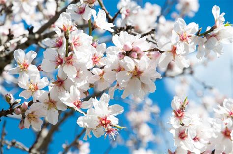 Almond Blossom Flower Meaning, Symbolism & Spiritual Significance ...