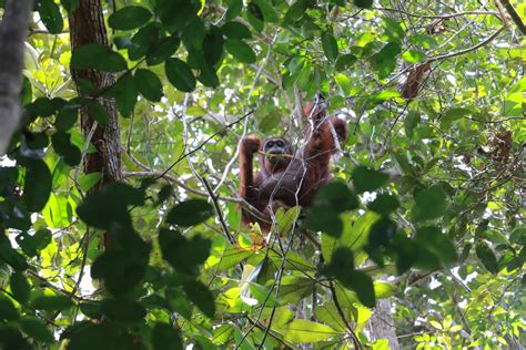 A New Generation of Critically Endangered Orangutans - Borneo Nature ...