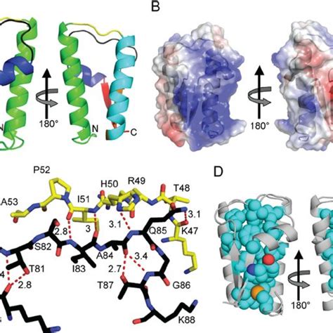 (PDF) Structure of factor H-binding protein B (FhbB) of the periopathogen, Treponema denticola ...