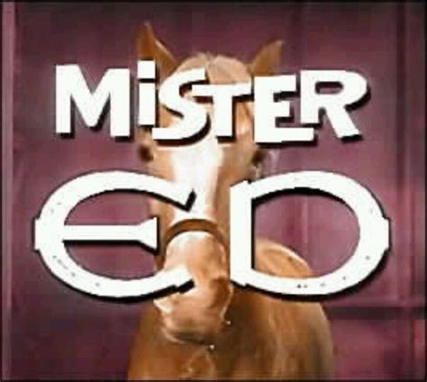 Mr. Ed TV Program | Mister ed, Old tv shows, Tv shows