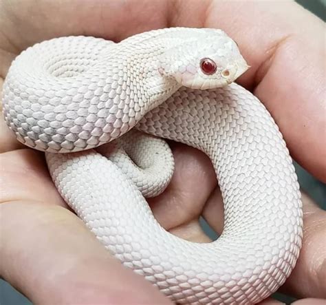 13 Incredible Hognose Snake Morphs (With Pictures) | Happy Serpent ...