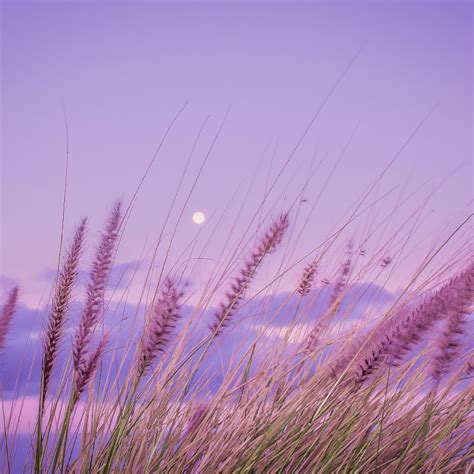 Symbolism of Purple: Meaning and Significance in Art and Culture