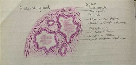 Histology diagram for 2nd year MBBS Histology Slides, E Simple, Stoma ...