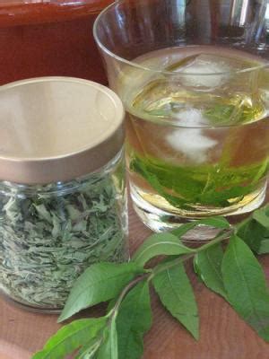 Lemon verbena tea benefits | General center | SteadyHealth.com