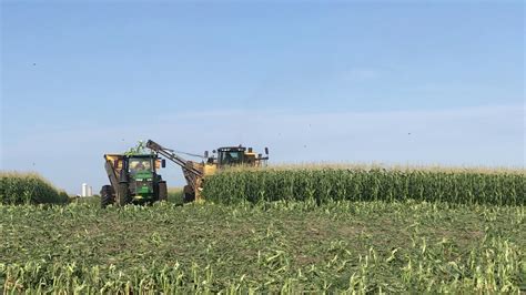 Harvesting Sweet Corn - YouTube