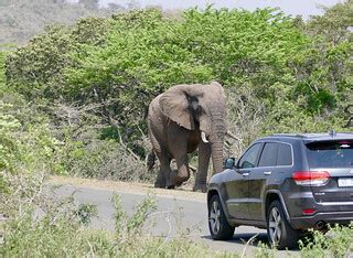 African Elephant (Loxodonta africana) bull on the road ...… | Flickr