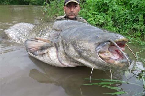 Yes, there are giant catfish in Chernobyl's cooling pond – but they're ...