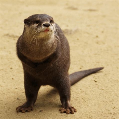 Dancing Otter GIFs on Giphy | Otters, Dancing animals, Baby otters