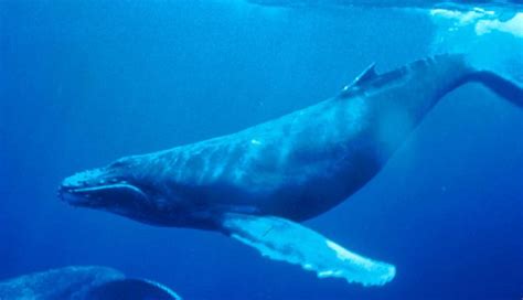 Whale vocalization - Alchetron, The Free Social Encyclopedia