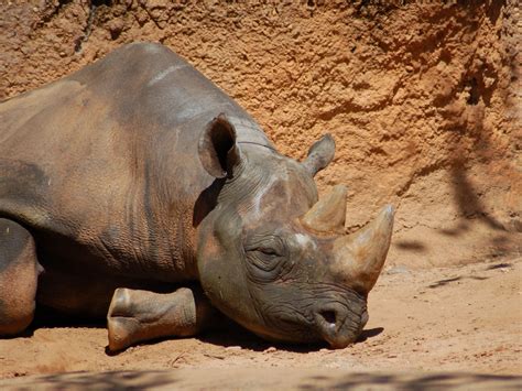 The Online Zoo - Black Rhinoceros