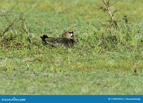 VANNEAU TERO Vanellus Chilensis Stock Image - Image of vanellus, bird: 170943533