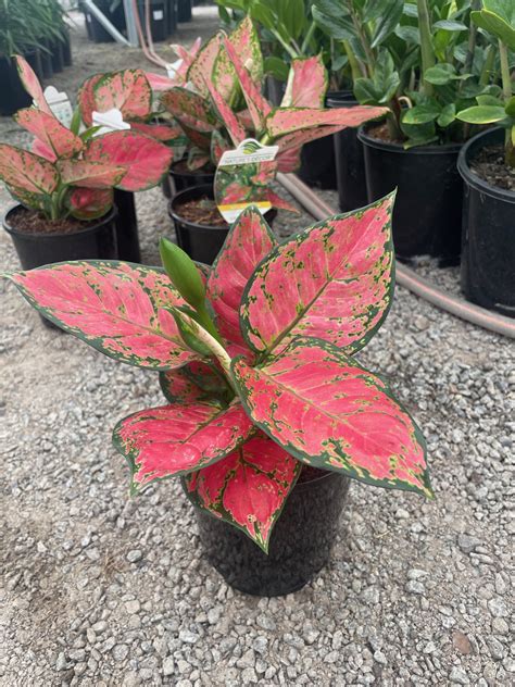 Aglaonema Red Valentine - Westlake Nursery