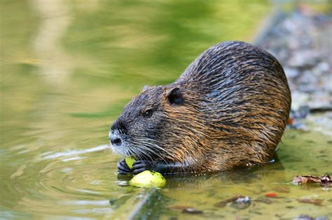 muskrat control using traps and repellents for the yard and garden