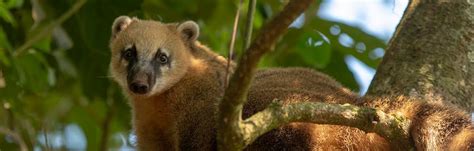 South American coatis at the Iguaçu Falls in Brazil