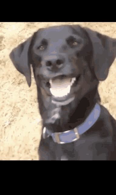 Confused Dog GIF - Confused Dog Smile - Discover & Share GIFs