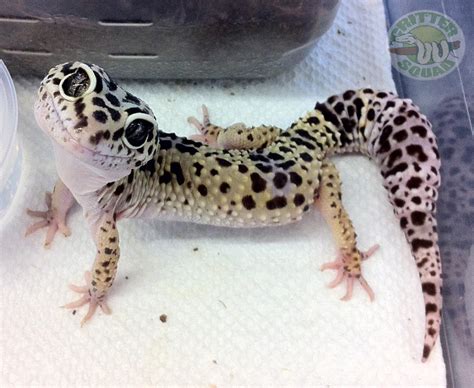 Critter Squad Wildlife Defenders - Here’s a Leopard Gecko smile to ...